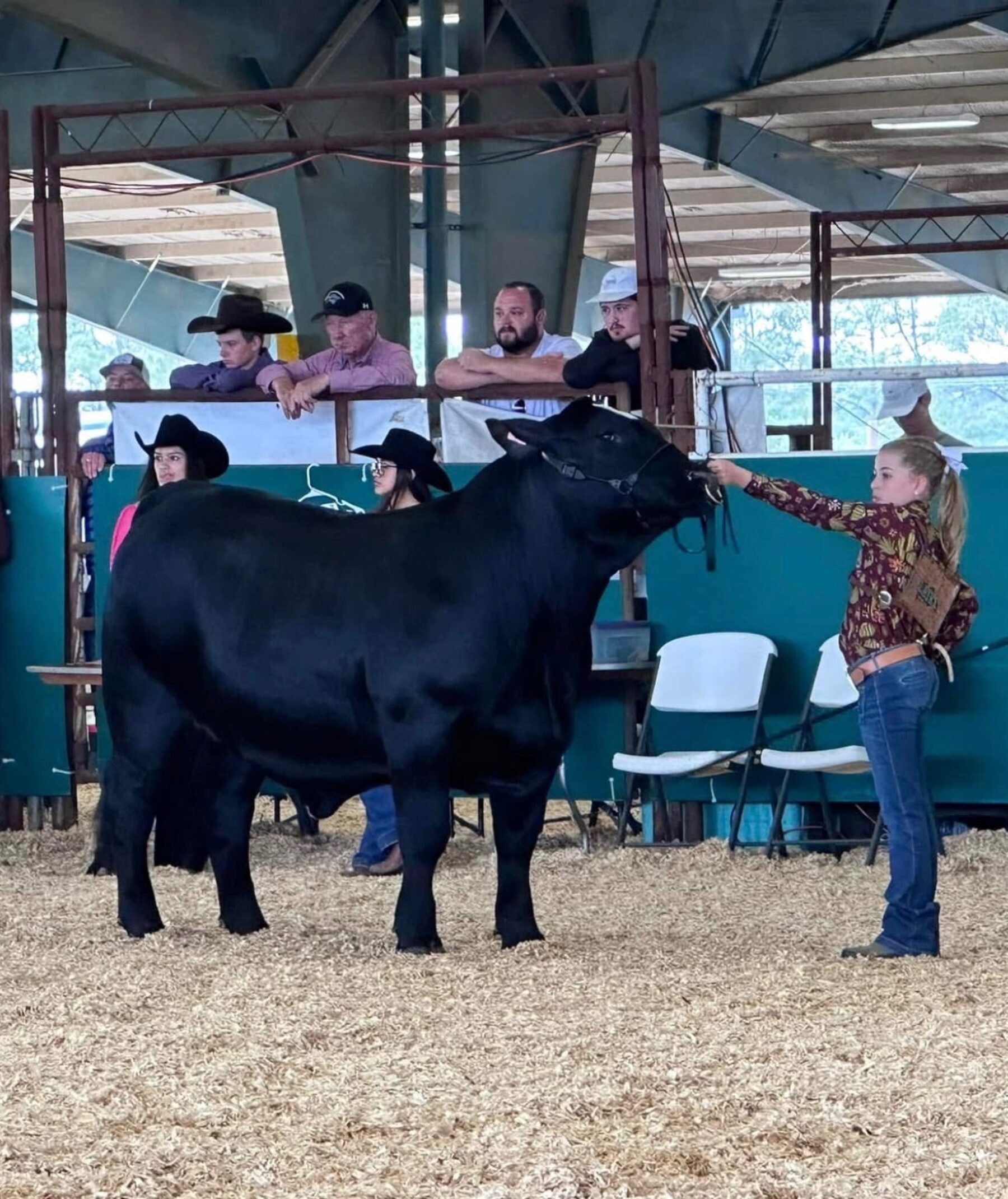 BKE Farms Wagyu cattle in the show ring